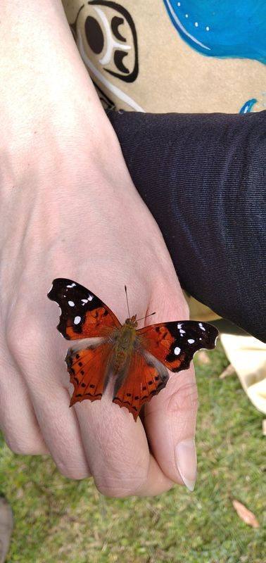 Una mariposa posada en la mano de Michela