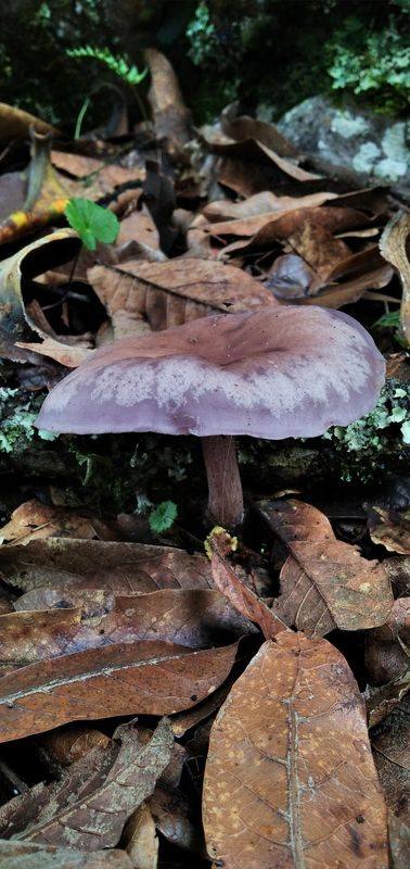 Un hongo entre hojas caídas en el suelo del bosque