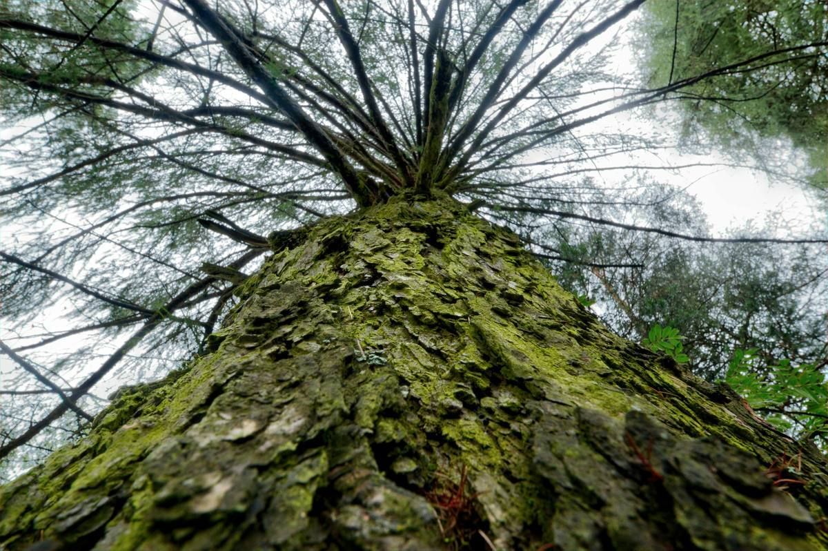 Tree — 444 Alignment
