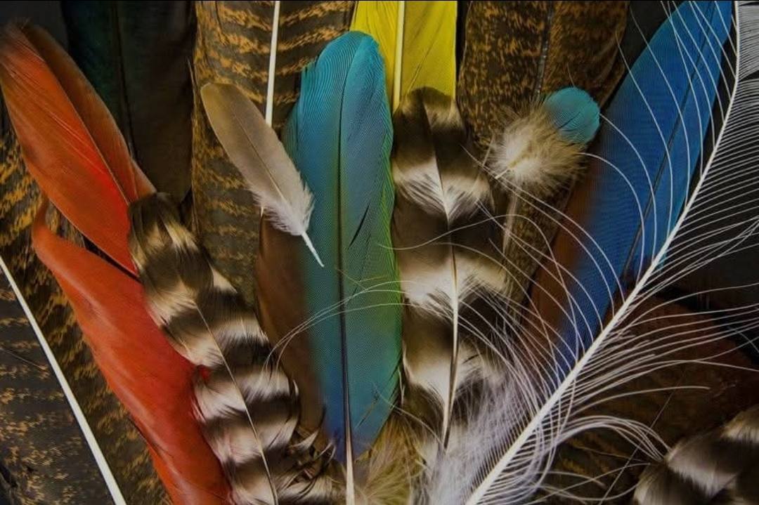 Sacred feathers